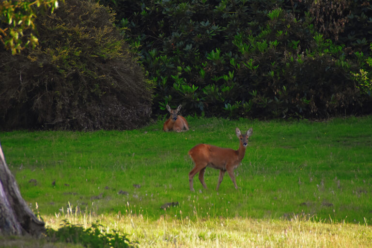 Roe Deer at Cadnam Lodge Estate